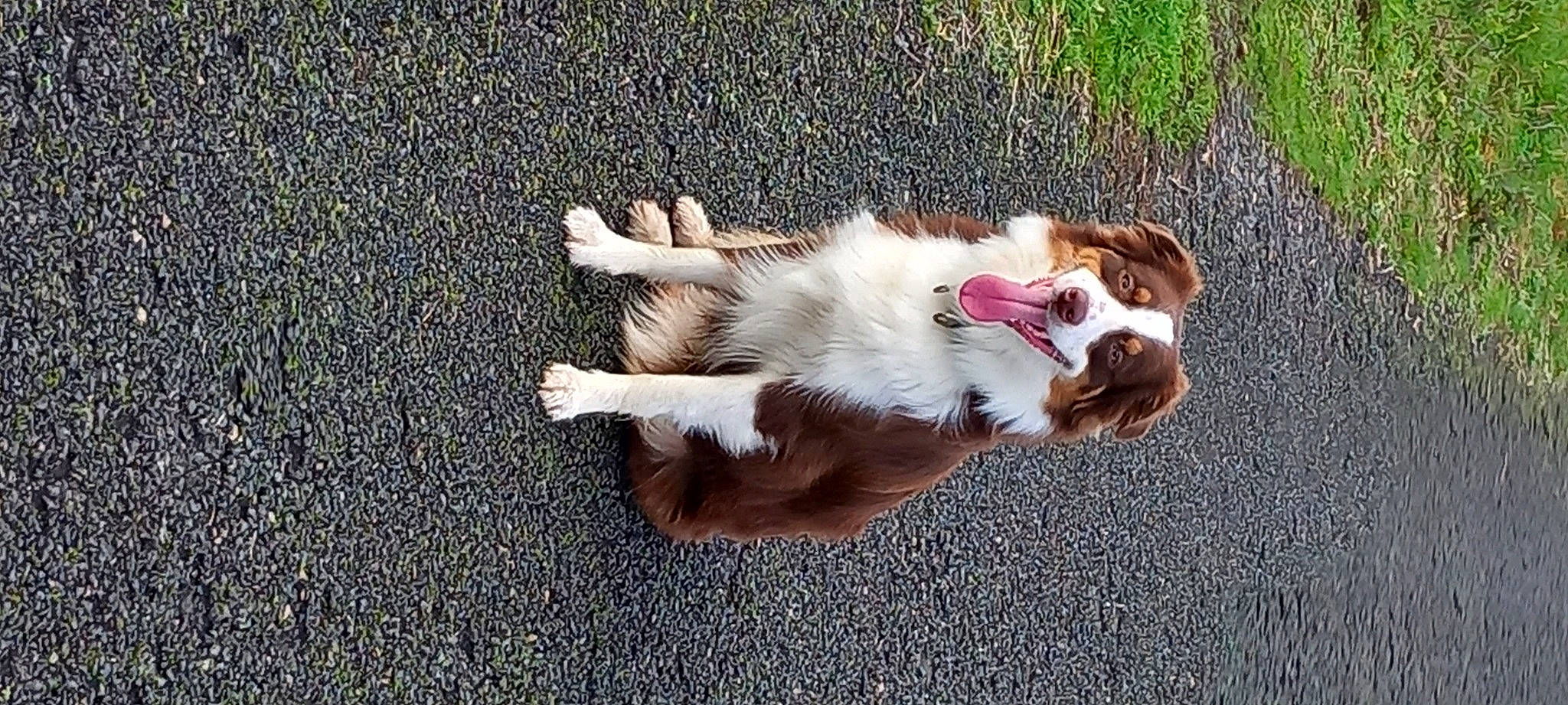 Shelby participe au concours pour gagner de l'argent avec cette photo : asphalt, carnivore, cat, cavalier_king_charles_spaniel, companion_dog, dog, dog_breed, domestic_short_haired_cat, fawn, felidae, fur, grass, herding_dog, paw, road_surface, rough_collie, scotch_collie, small_to_medium_sized_cats, tail, whiskers