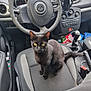 animal, automobile, black_cat, car_door, car_floor, car_interior, car_seat, cat, clutter, curious, dashboard, driver_seat, gear_shift, indoor, pet, seatbelt, steering_wheel, vehicle, window, yellow_eyes