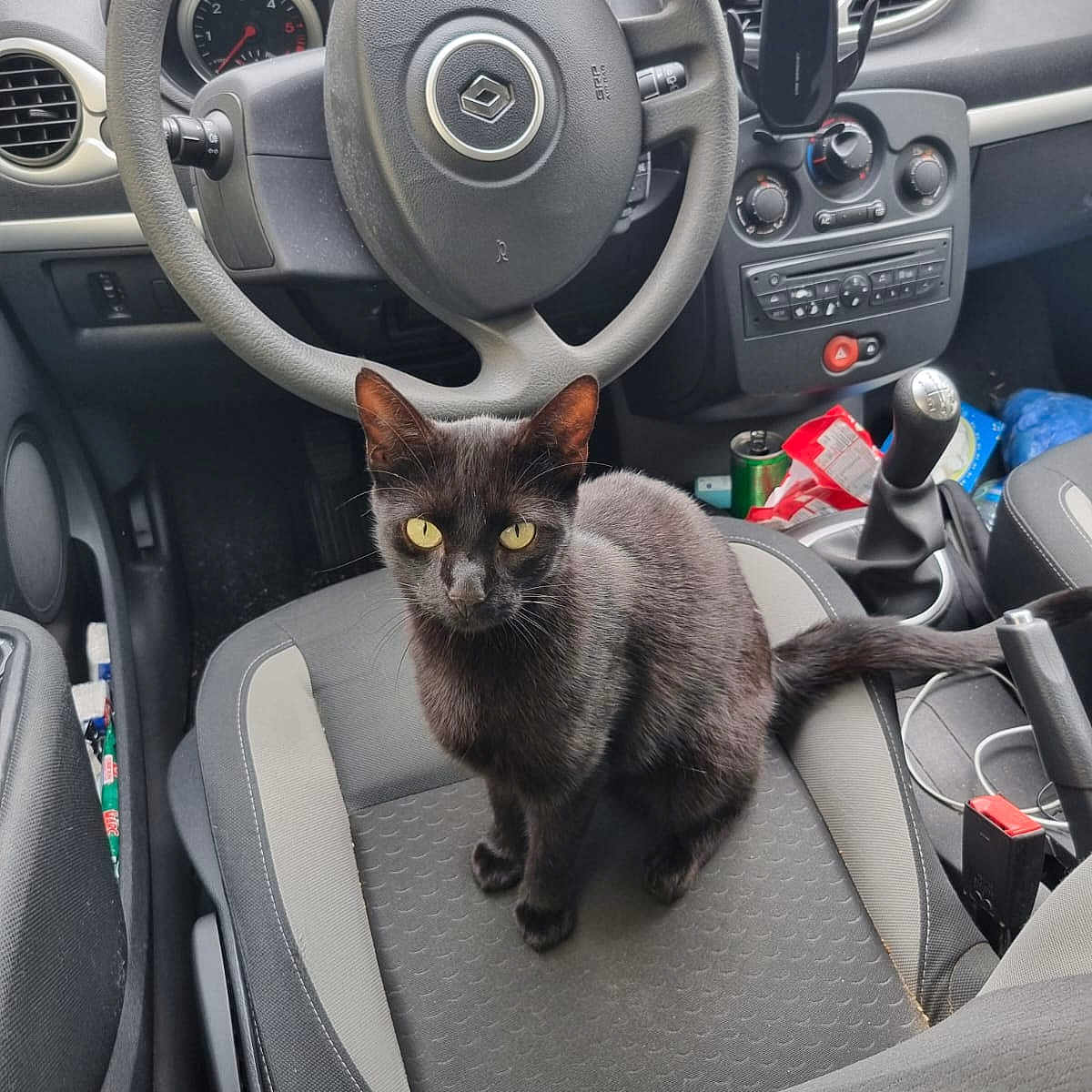 Niksy participe au concours pour gagner de l'argent avec cette photo : animal, automobile, black_cat, car_door, car_floor, car_interior, car_seat, cat, clutter, curious, dashboard, driver_seat, gear_shift, indoor, pet, seatbelt, steering_wheel, vehicle, window, yellow_eyes