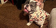 Bajie joined the competition — help win amazing prizes! dog, bulldog, english_bulldog, child, boy, pajamas, pet_clothing, carpet, smile, tongue_out, indoor, floor, dog_bowl, feeding_station, vacuum, shelf, home_interior, cozy, playful, portrait