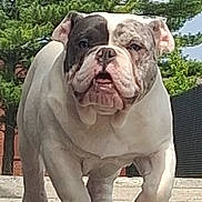 Bajie joined the competition — help win amazing prizes! dog, bulldog, pet, portrait, wrinkled_face, white_fur, brindle_patch, outdoors, trees, paving, close_up, front_view, tongue, paws, ears, snout, wrinkles, expression, companion, playful