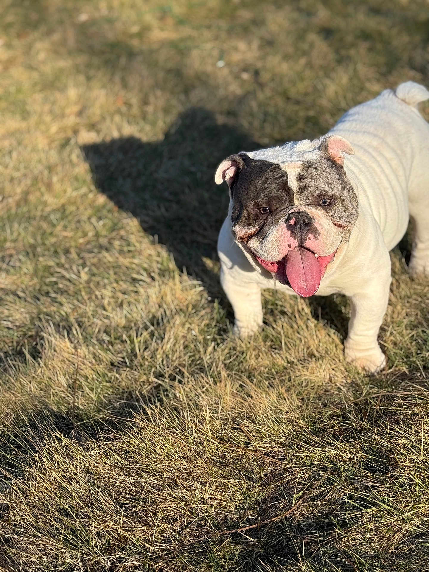 Bajie joined the competition — help win amazing prizes! dog, bulldog, english_bulldog, tongue_out, smiling, wrinkled_face, white_fur, brindle_markings, grass, outdoor, sunlight, shadow, pet, portrait, close_up, happy, playful, nature, standing, canine