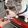 Bajie is registered to the contest to win money with this photo: dog, bulldog, pet, brindle, white_fur, tongue, licking, ice_cream, cup, hand, car_trunk, parking_lot, harness, collar, snout, close_up, paw, outdoor, treat, whipped_cream