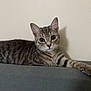 Mimosa joined the competition — help win amazing prizes! cat, tabby, pet, animal, feline, indoor, couch, resting, looking, ears, whiskers, fur, striped, domestic_cat, cute, relaxed, home, mammal, portrait, young_cat