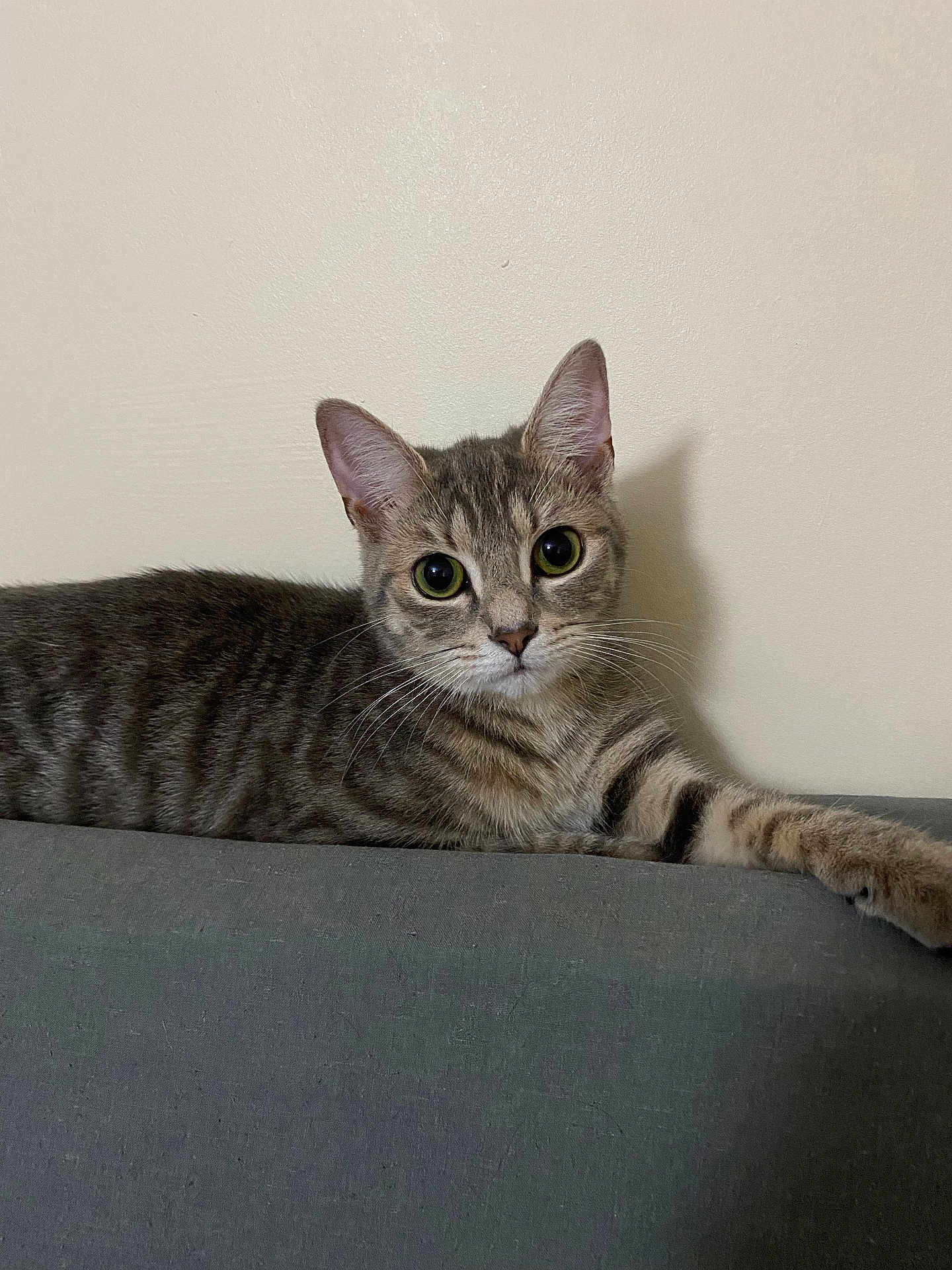 Mimosa joined the competition — help win amazing prizes! cat, tabby, pet, animal, feline, indoor, couch, resting, looking, ears, whiskers, fur, striped, domestic_cat, cute, relaxed, home, mammal, portrait, young_cat
