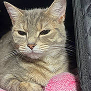 Mimosa joined the competition — help win amazing prizes! cat, tabby, pet, animal, feline, resting, blanket, soft, cozy, indoor, quilted, carrier, fur, whiskers, ears, cute, domestic, sleepy, relaxed, closeup