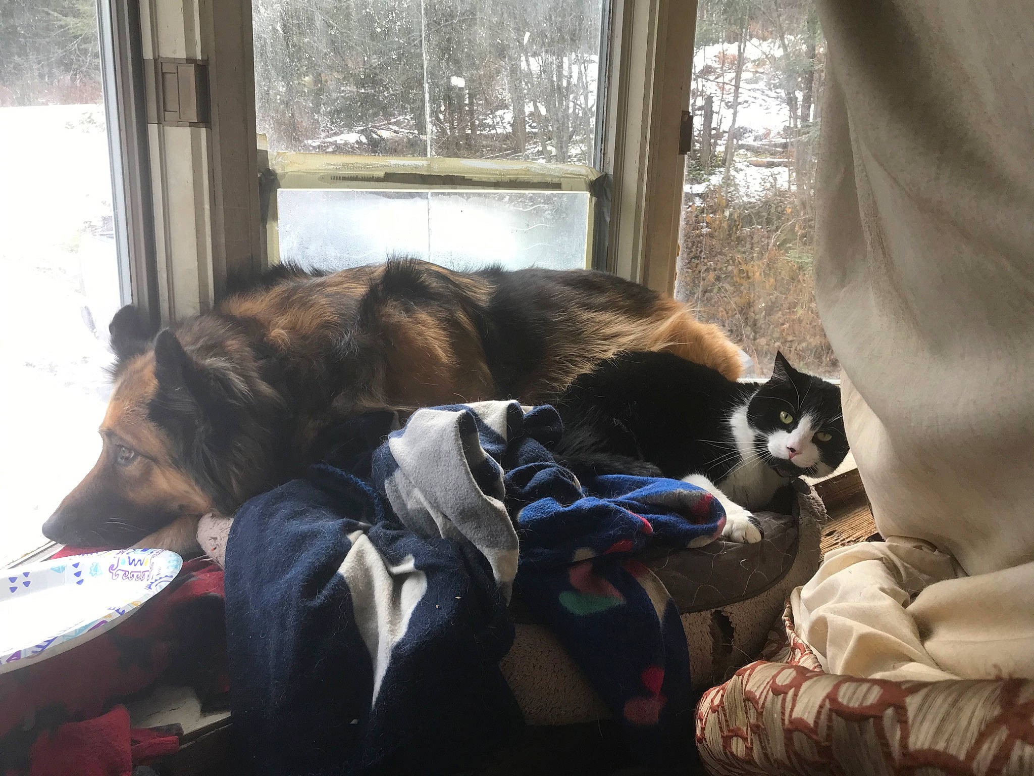 Kody joined the competition — help win amazing prizes! canidae, carnivore, cat, comfort, dog, dog_breed, felidae, fur, nap, sleep, small_to_medium_sized_cats, sporting_group