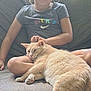 Ollie is registered to the contest to win money with this photo: child, smiling, orange_cat, fluffy_cat, pet, couch, sofa, indoor, cozy, relaxed, sitting, tshirt, nike_logo, paws, legs, face, home, portrait, happy, earrings