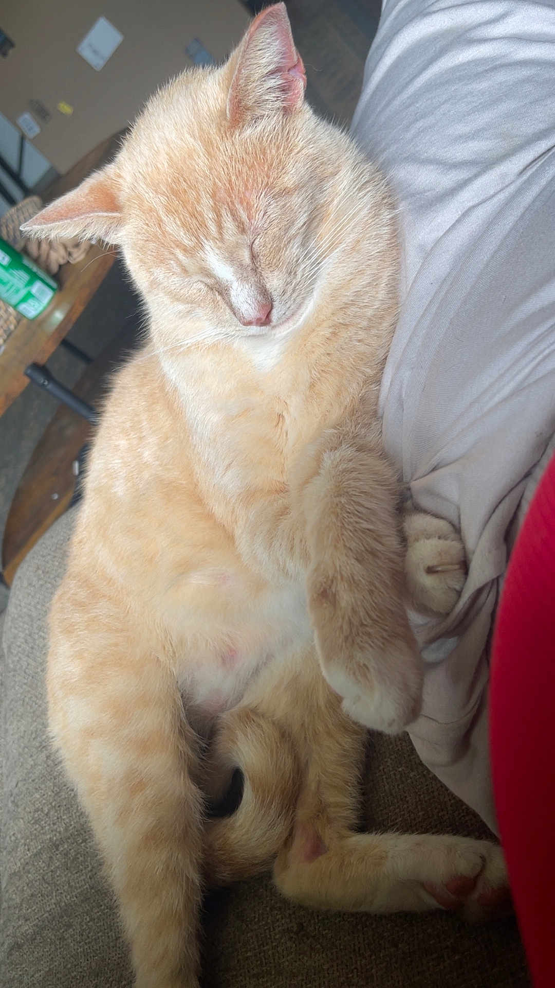 Ollie is registered to the contest to win money with this photo: cat, ginger_cat, sleeping, nap, pet, indoor, couch, cozy, paws, whiskers, fur, curled_tail, relaxed, close_up, domestic_animal, ear, nose, belly, home, upholstery