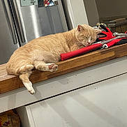 Ollie is registered to the contest to win money with this photo: cat, orange_cat, sleeping, nap, countertop, kitchen, refrigerator, magnet, calendar, photograph, gloves, tools, wooden_counter, paw, whiskers, indoor, cozy, pet, cabinet, home