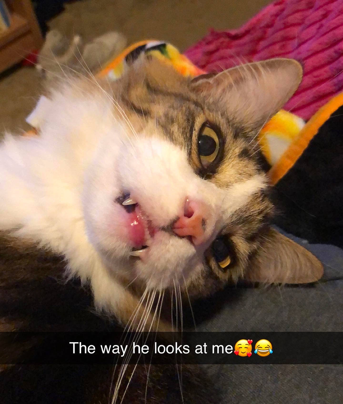 Bear is registered to the contest to win money with this photo: carnivore, cat, claw, domestic_short_haired_cat, fang, felidae, fur, happy, paw, photo_caption, plant, small_to_medium_sized_cats, whiskers