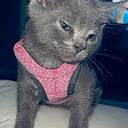 Moonie is registered to the contest to win money with this photo: kitten, gray_cat, pink_harness, pet, animal, cute, indoor, fur, whiskers, young_cat, domestic_cat, small, mammal, feline, portrait, soft_surface, close_up, standing, looking_down, sleepy