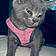 Moonie