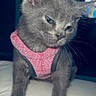 kitten, gray_cat, pink_harness, pet, animal, cute, indoor, fur, whiskers, young_cat, domestic_cat, small, mammal, feline, portrait, soft_surface, close_up, standing, looking_down, sleepy