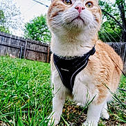 Milo joined the competition — help win amazing prizes! animal, backyard, cat, closeup, curious, daylight, fence, fur, grass, greenery, harness, mammal, nature, orange_cat, outdoor, pet, portrait, tree, whiskers, white_cat