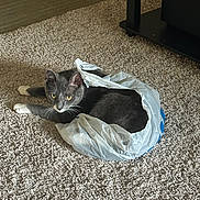 Beatrice joined the competition — help win amazing prizes! cat, plastic_bag, carpet, indoor, furniture, gray_cat, white_paws, pets, animal, curious, relaxed, floor, household, domestic_cat, whiskers, eyes, ears, fur, resting, plastic