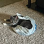 cat, plastic_bag, carpet, indoor, furniture, gray_cat, white_paws, pets, animal, curious, relaxed, floor, household, domestic_cat, whiskers, eyes, ears, fur, resting, plastic