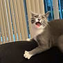 Beatrice joined the competition — help win amazing prizes! cat, gray_cat, white_paws, indoor, couch, furniture, window, blinds, pet, animal, clawing, startled, wide_eyes, open_mouth, whiskers, fur, expression, home, domestic, playful
