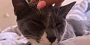 Beatrice joined the competition — help win amazing prizes! cat, pet, hand, sleepy, gray_cat, white_paws, blanket, indoor, closeup, whiskers, feline, resting, comfort, napping, cuddle, bed, domestic_animal, fur, relaxation, human_interaction