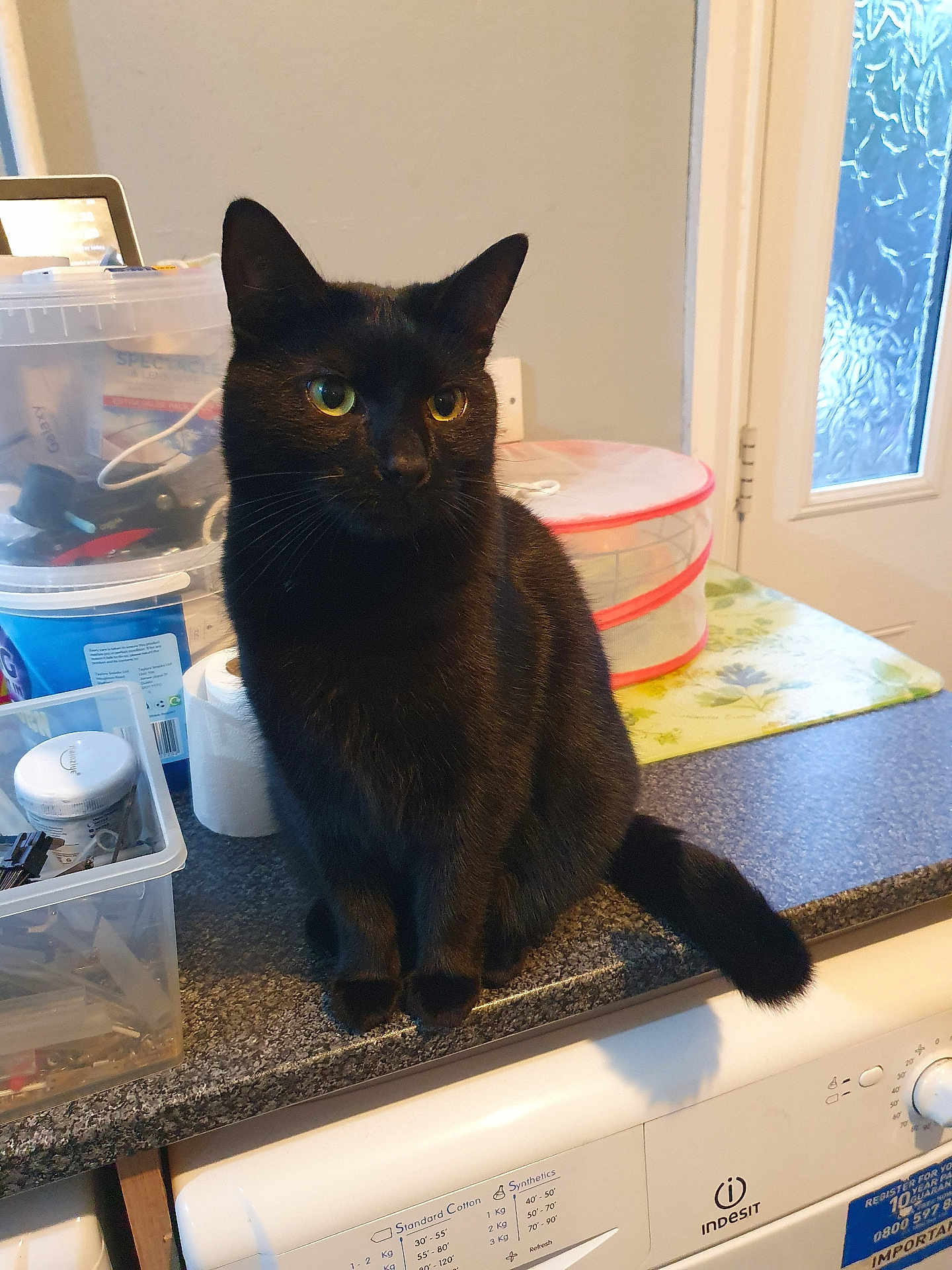 Zeus And Sooty is registered to the contest to win money with this photo: animal, black_cat, cat, container, countertop, curious, domestic, ears, feline, fur, household_items, indoor, kitchen, pet, sitting, tail, washing_machine, whiskers, window, yellow_eyes