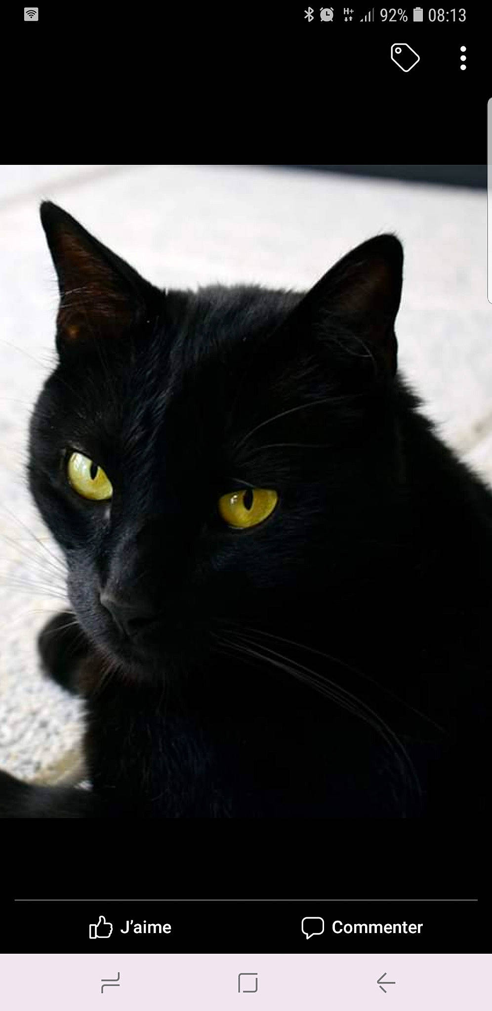 Mimosa participe au concours pour gagner de l'argent avec cette photo : asian, black, black_and_white, black_cat, bombay, burmese, carnivore, cat, domestic_short_haired_cat, eye, felidae, mammal, small_to_medium_sized_cats, snout, vertebrate, whiskers