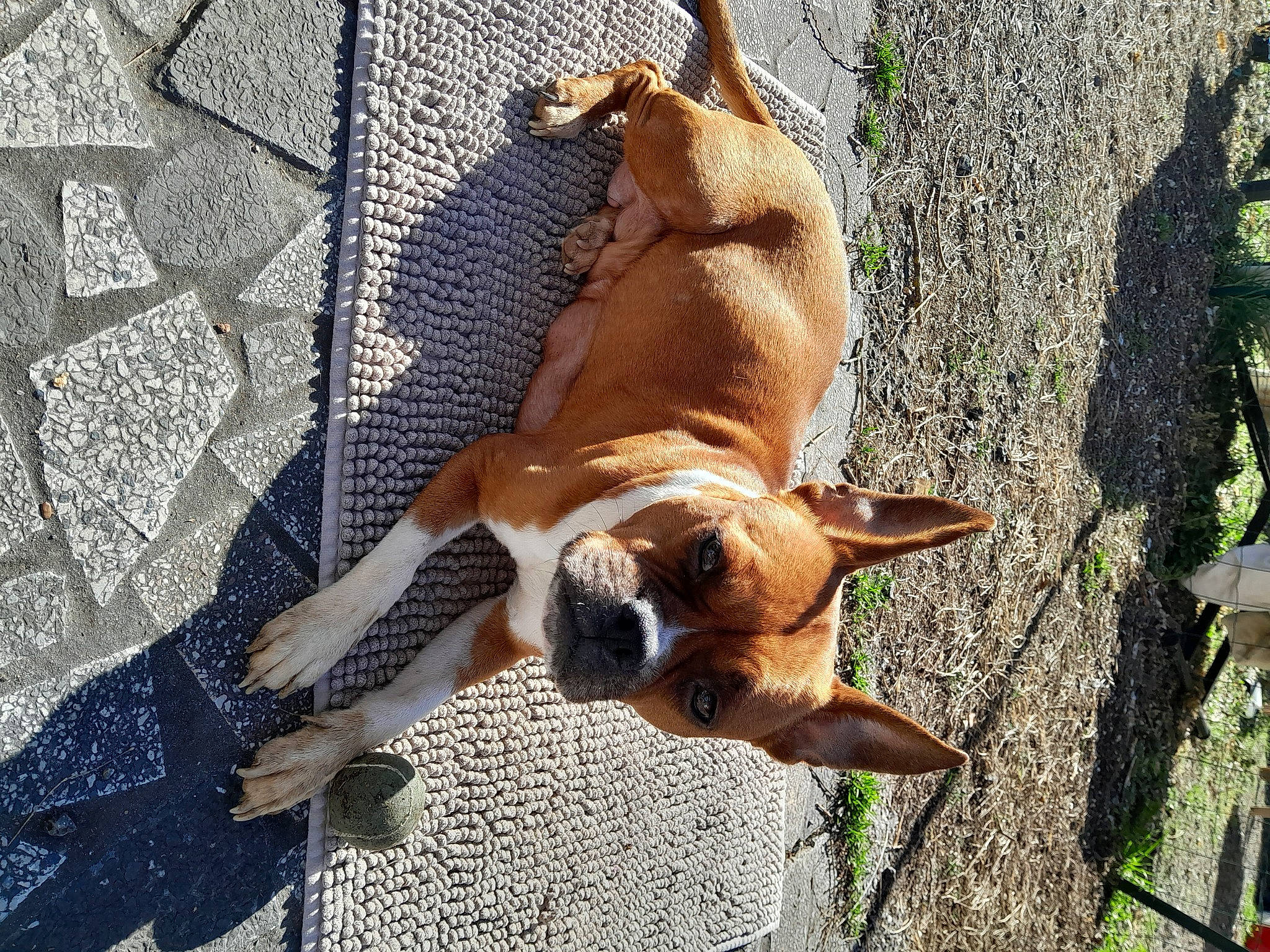 Ka-râ a rejoint le concours — aidez-le/la à gagner de superbes lots ! biting, canidae, carnivore, collar, companion_dog, dog, dog_breed, dog_supply, fawn, fur, non_sporting_group, pet_supply, plant, snout, sporting_group, tail, terrestrial_animal, wildlife, working_animal