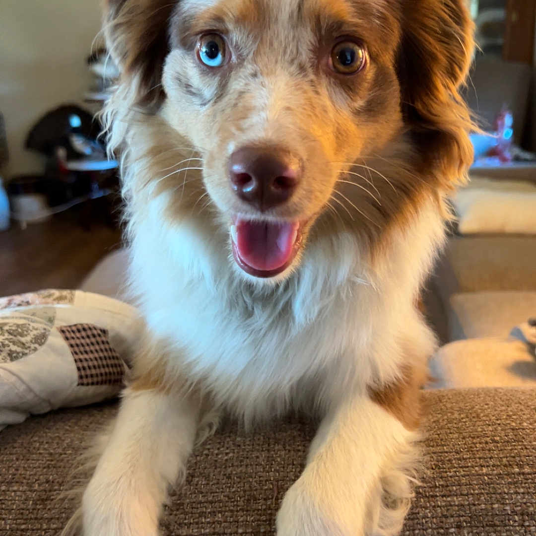 Brandy is registered to the contest to win money with this photo: animal, architecture, bodypart, building, canine, cockerspaniel, collie, couch, cushion, dog, furniture, homedecor, husky, indoors, livingroom, mouth, person, pet, puppy, room