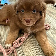 Arès participe au concours pour gagner de l'argent avec cette photo : puppy, dog, brown_fur, blue_eyes, rope_toy, indoor, wooden_floor, playful, pet, animal, cute, young, fur, paw, toy, floor, legs, sneakers, closeup, lying_down