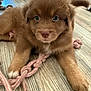 puppy, dog, brown_fur, blue_eyes, rope_toy, indoor, wooden_floor, playful, pet, animal, cute, young, fur, paw, toy, floor, legs, sneakers, closeup, lying_down