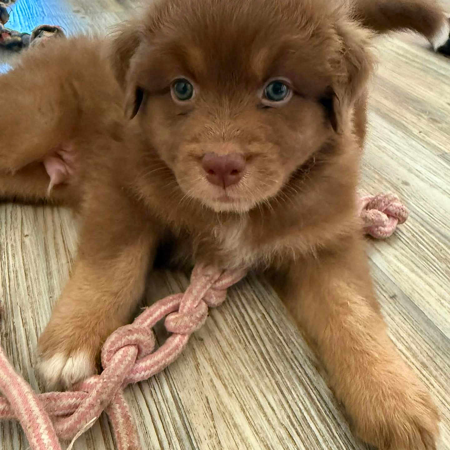 Arès participe au concours pour gagner de l'argent avec cette photo : animal, blue_eyes, brown_fur, closeup, cute, dog, floor, fur, indoor, legs, lying_down, paw, pet, playful, puppy, rope_toy, sneakers, toy, wooden_floor, young