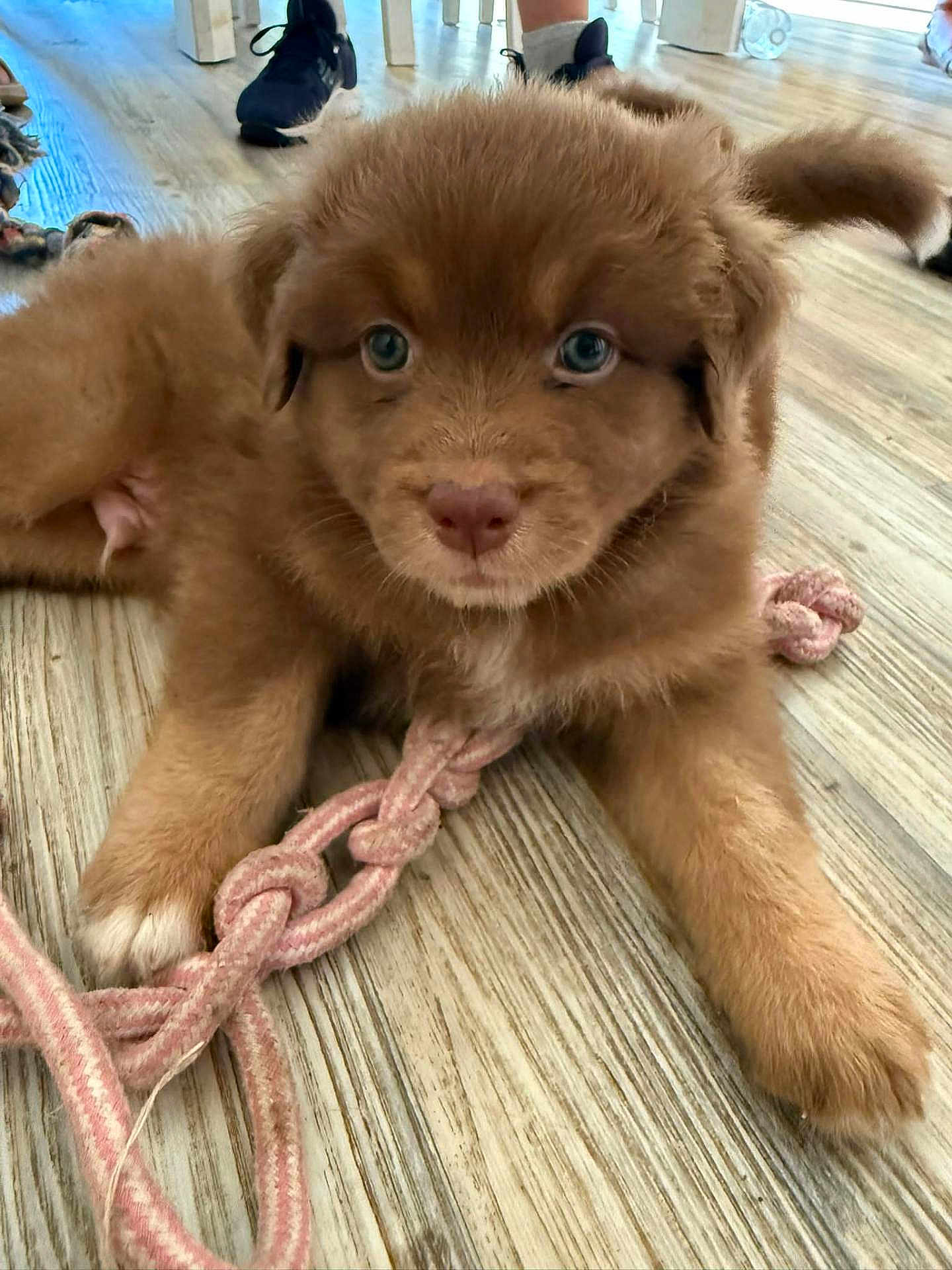Arès participe au concours pour gagner de l'argent avec cette photo : puppy, dog, brown_fur, blue_eyes, rope_toy, indoor, wooden_floor, playful, pet, animal, cute, young, fur, paw, toy, floor, legs, sneakers, closeup, lying_down