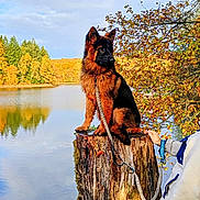 Alma a rejoint le concours — aidez-le/la à gagner de superbes lots ! dog, german_shepherd, puppy, tree_stump, lake, autumn, fall_foliage, water, reflection, leash, person, outdoor, nature, sky, trees, calm, scenic, pet, animal, adventure