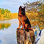dog, german_shepherd, puppy, tree_stump, lake, autumn, fall_foliage, water, reflection, leash, person, outdoor, nature, sky, trees, calm, scenic, pet, animal, adventure