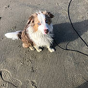 Saïko a rejoint le concours — aidez-le/la à gagner de superbes lots ! animal, beach, blue_eyes, brown_and_white, canine, curious, cute, daytime, dog, footprints, leash, looking_up, nature, outdoor, pet, sand, shadow, sitting, sunlight, wet_fur