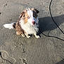 animal, beach, blue_eyes, brown_and_white, canine, curious, cute, daytime, dog, footprints, leash, looking_up, nature, outdoor, pet, sand, shadow, sitting, sunlight, wet_fur