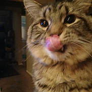 Smores is registered to the contest to win money with this photo: cat, tabby, close_up, tongue_out, licking, feline, pet, indoor, fur, whiskers, face, cute, playful, animal, domestic, mammal, house, blurred, candid, funny