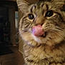cat, tabby, close_up, tongue_out, licking, feline, pet, indoor, fur, whiskers, face, cute, playful, animal, domestic, mammal, house, blurred, candid, funny