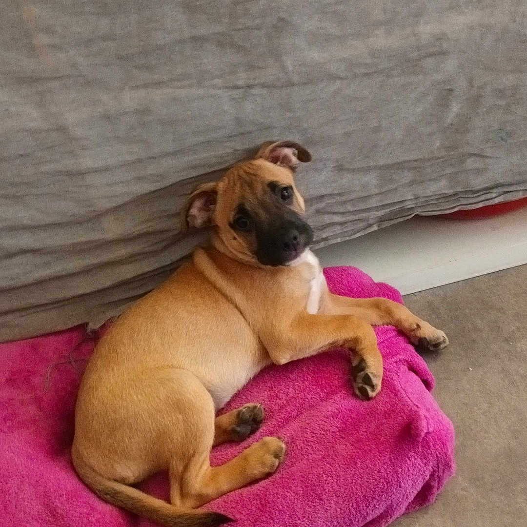 Rigobert Elodie a rejoint le concours — aidez-le/la à gagner de superbes lots ! animal, blanket, brown_dog, canine, cozy, curious, cute, dog, domestic_animal, floor, fur, head_tilt, indoor, lying_down, pet, pink_blanket, puppy, relaxed, resting, young_dog