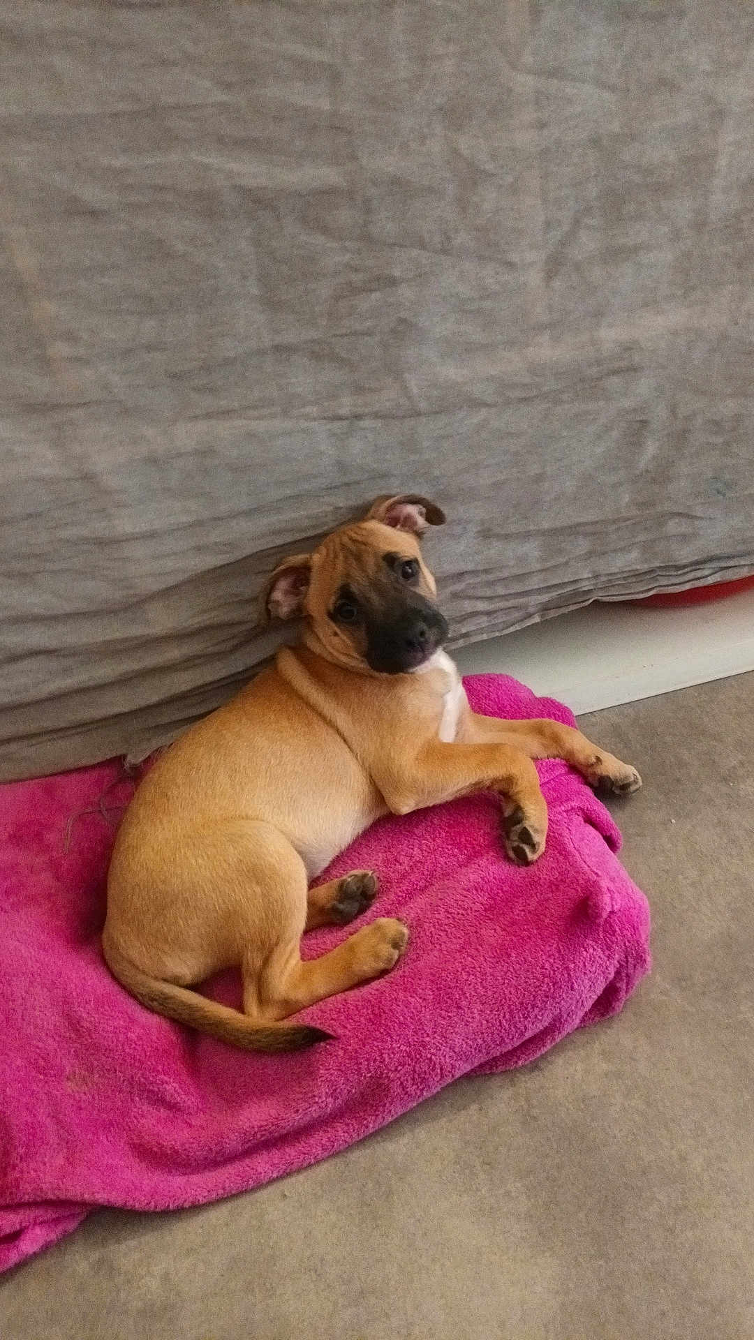 Rigobert Elodie a rejoint le concours — aidez-le/la à gagner de superbes lots ! puppy, dog, brown_dog, blanket, pink_blanket, lying_down, indoor, curious, pet, cute, fur, canine, resting, floor, head_tilt, animal, young_dog, domestic_animal, cozy, relaxed