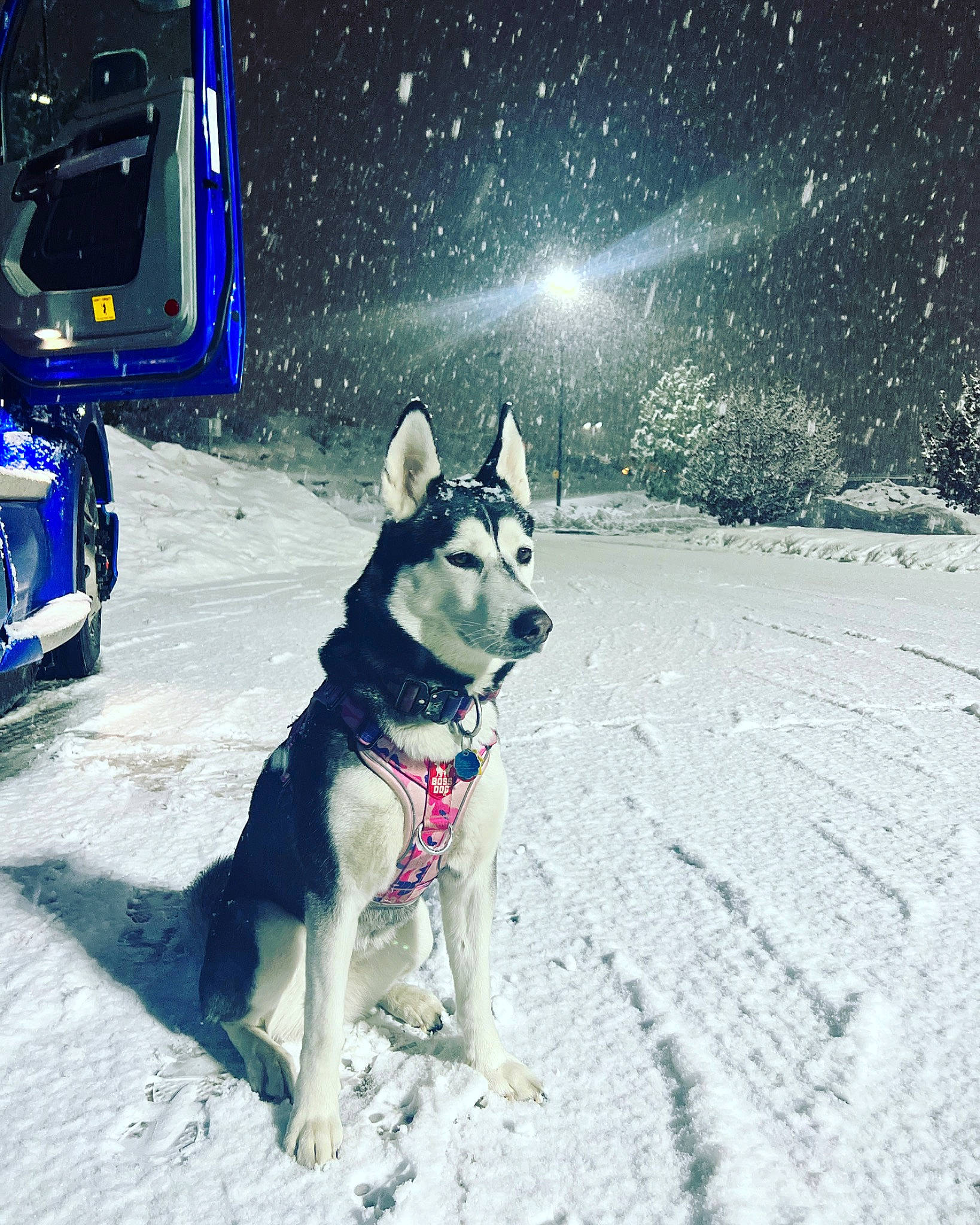 Koda joined the competition — help win amazing prizes! automotive_exterior, automotive_lighting, automotive_tire, carnivore, companion_dog, dog, dog_breed, dog_collar, electric_blue, freezing, fun, leash, night, recreation, shadow, slope, snow, tail, vehicle_door, winter