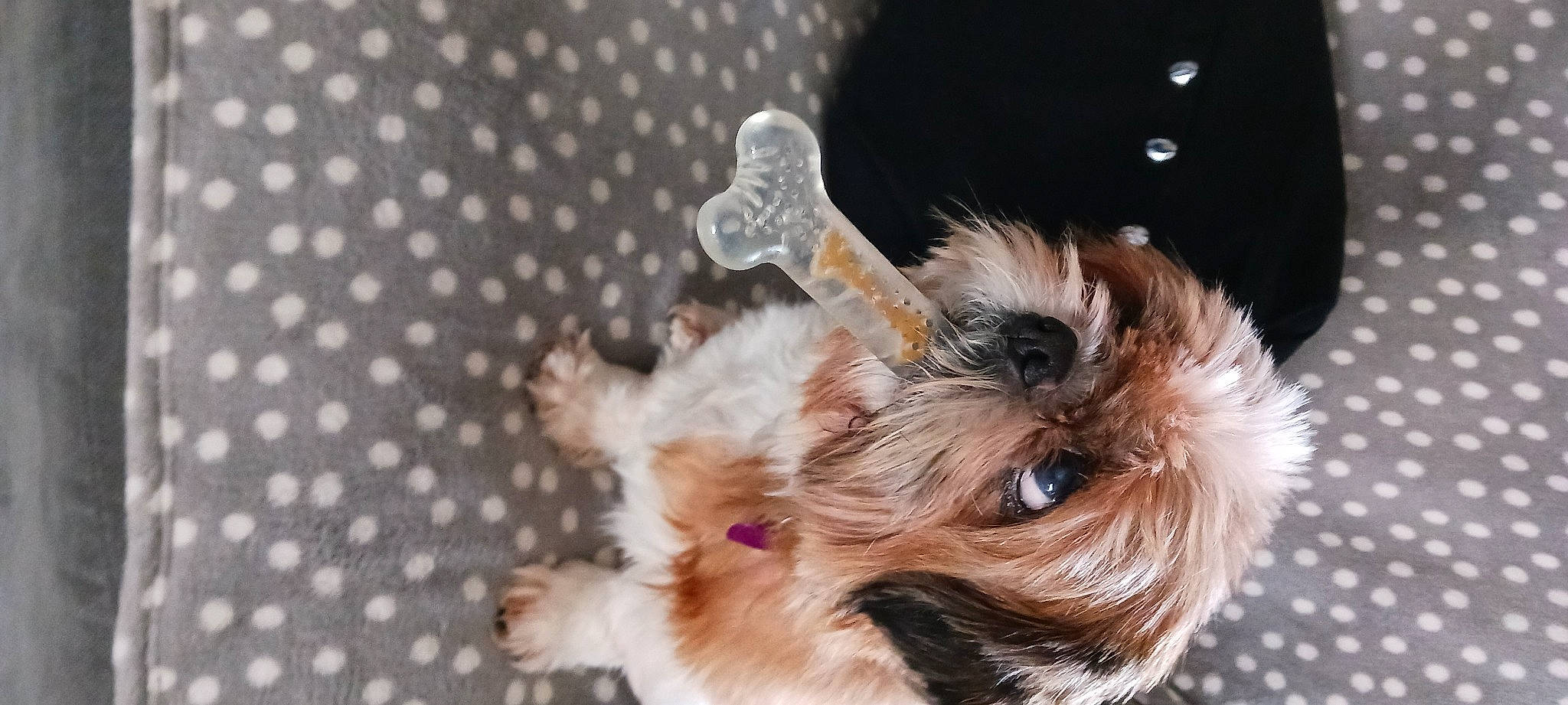 Lola a rejoint le concours — aidez-le/la à gagner de superbes lots ! canidae, carnivore, collar, companion_dog, dog, dog_breed, dog_collar, dog_supply, ear, fur, liver, pattern, puppy_love, small_terrier, terrier, toy_dog, whiskers, working_animal, yorkipoo, yorkshire_terrier