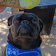 Luffy joined the competition — help win amazing prizes! dog, pug, black_dog, bandana, birthday, ice_cream, cone, outdoor, fence, patio, sunlight, animal, pet, blue_bandana, closeup, looking_up, celebration, summer, tongue_out, cute