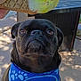dog, pug, black_dog, bandana, birthday, ice_cream, cone, outdoor, fence, patio, sunlight, animal, pet, blue_bandana, closeup, looking_up, celebration, summer, tongue_out, cute