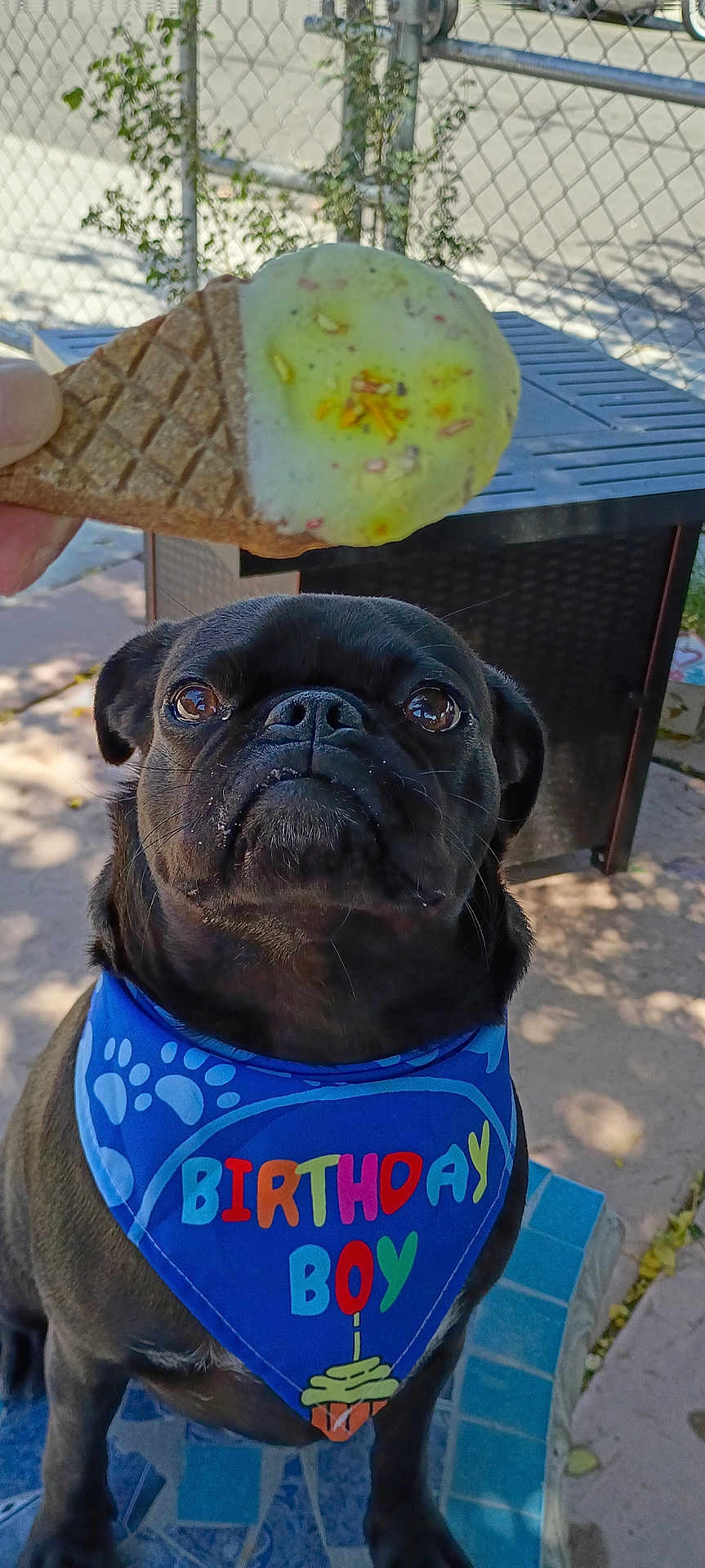 Luffy joined the competition — help win amazing prizes! dog, pug, black_dog, bandana, birthday, ice_cream, cone, outdoor, fence, patio, sunlight, animal, pet, blue_bandana, closeup, looking_up, celebration, summer, tongue_out, cute