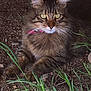 abyssinian, accessories, angora, animal, bodypart, cat, field, grass, grassland, gravel, kitten, lawn, manx, mouth, person, pet, plant, road, soil, tongue