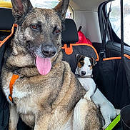 Einan Asperti participe au concours pour gagner de l'argent avec cette photo : dog, two_dogs, car_interior, seat, leash, window, rain, pet, canine, sitting, tongue_out, happy, companion, vehicle, backseat, resting, domestic_animal, fur, mammal, friendship