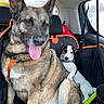 dog, two_dogs, car_interior, seat, leash, window, rain, pet, canine, sitting, tongue_out, happy, companion, vehicle, backseat, resting, domestic_animal, fur, mammal, friendship