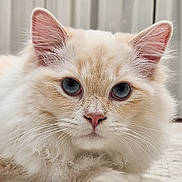 Leo is registered to the contest to win money with this photo: cat, blue_eyes, fluffy, cream_colored, whiskers, indoor, pet, feline, close_up, portrait, animal, cute, soft_fur, domestic_cat, relaxed, looking_at_camera, ears, nose, face, laying_down