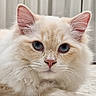 cat, blue_eyes, fluffy, cream_colored, whiskers, indoor, pet, feline, close_up, portrait, animal, cute, soft_fur, domestic_cat, relaxed, looking_at_camera, ears, nose, face, laying_down