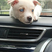 Blue joined the competition — help win amazing prizes! puppy, dog, white_dog, blue_eyes, car_interior, dashboard, window, resting, cute, pet, animal, fur, ears, nose, outdoor_background, greenery, house, calm, young_dog, closeup
